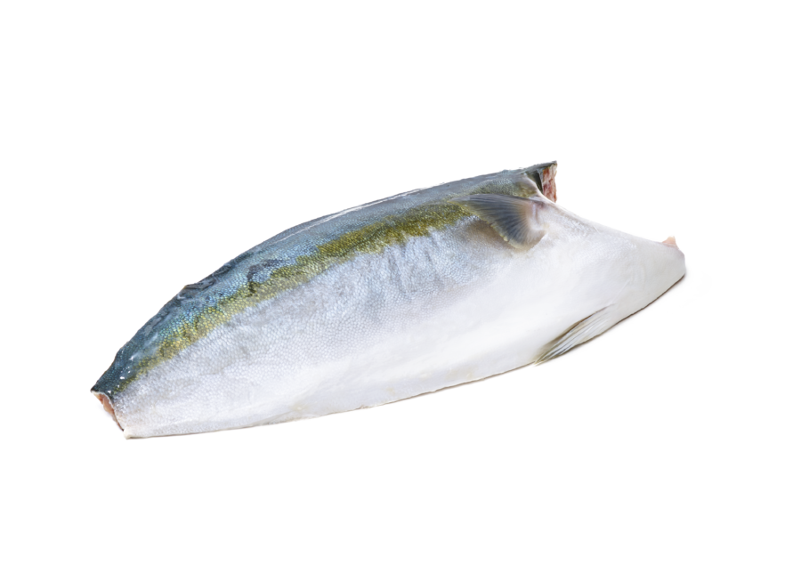 HAMACHI FILLET  JAPAN